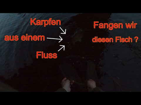 Karpfenangeln an einem Fluss ! Fangen wir diesen Karpfen oder schlitzt der vor dem Kescher aus ?
