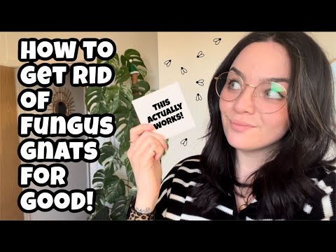 How to ACTUALLY beat fungus gnats 🦟 Get rid of fungus gnats for good 🙅🏻‍♀️