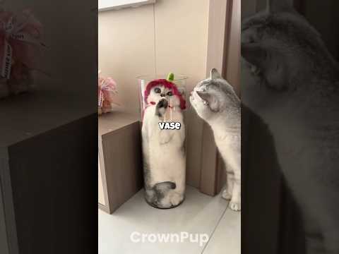 Cats Are Literally Liquid 🧪🐈😱