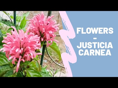 Flower - Justicia Carnea || My Garden || Fahmida's Gardening