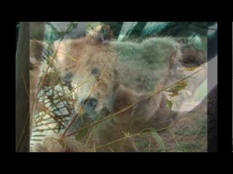 Circle Of Life-VIDEO-PETER DELCLEF