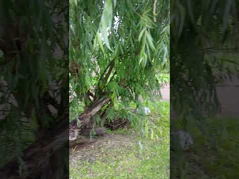 Mi Barrio . En Goya Corrientes