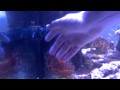 Neon goby 'cleaning' my hand 