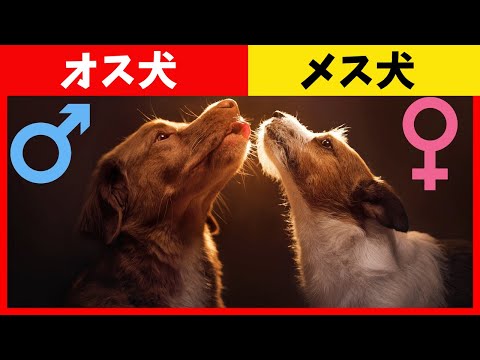 白い犬の名前 - オスとメス