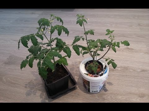 Tomato hydroponic vs soil experiment