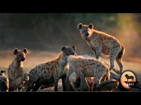 الضباع تسرق الطعام وتأكل الفريسة وهى مازالت على قيد الحياة