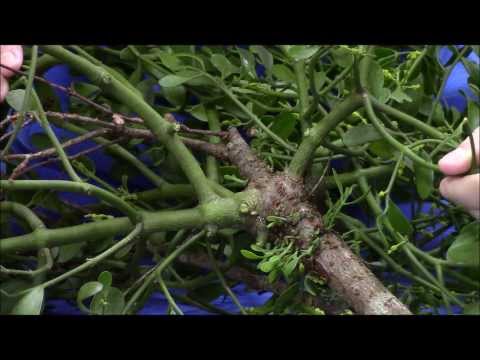 Mistletoe in Trees