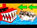 Dragon Maze Escapade: Hamster's Ultimate Obstacle Course Challenge!