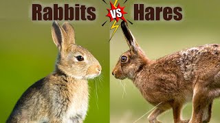 Rabbits VS Hares: The Differences!