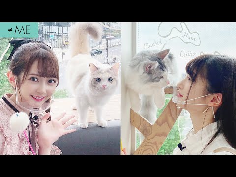 猫カフェ MOCHA 原宿店