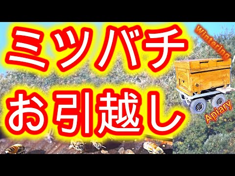 経済学科 晴蜂雨読 ㊷／養蜂場から越冬場へとミツバチの巣箱を移動させるための3つの方法について (2024年10月、その3)／山崎亮一／日英字幕付き／Bees moving／English subtitle