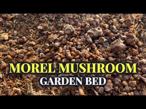 Grow Morel Mushrooms: Step-by-Step Guide to Inoculating Morchella Importuna