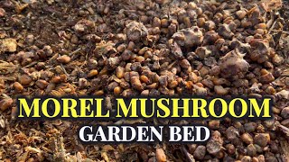 Grow Morel Mushrooms: Step-by-Step Guide to Inoculating Morchella Importuna