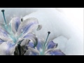 Gåte - Iselilja (Sunn Jellie & The Blizzard Remix ...