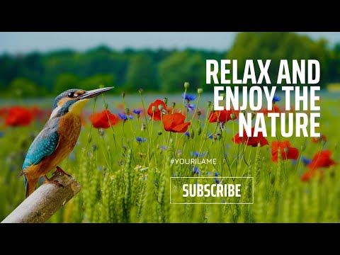 Blossoming Field of Poppies - Relaxing Restoring Meditation Music Stress Relief  Sleep Study Yoga