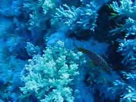 Südsafari St.Johns, St. John´s Reef,Ägypten