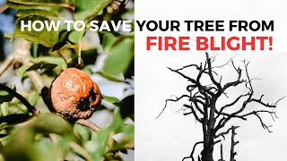 A Surprising Way to Stop FIRE BLIGHT!