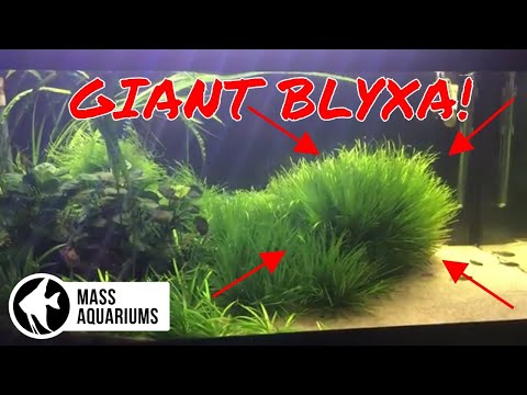 Growing GIANT BLYXA With 1 Root Tab: 40 Gallon Planted Aquarium