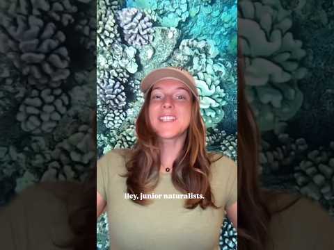 Junior Naturalist Education