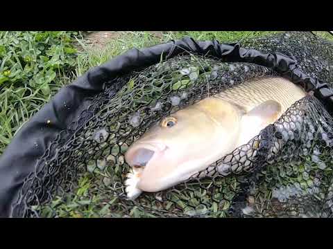 Perfect fishing days at Sava river Asp and Chub