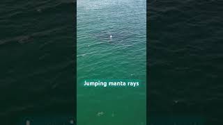 Did you know that manta rays  can fly?