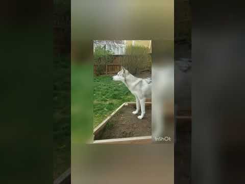 Ibby the best dog ever season 1 episode 2