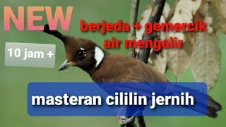 Download lagu Masteran burung cililin/ jalililin suara jernih berjeda terapi suara air mengalir 10 jam nostop mp3 Download lagu Masteran burung cililin/ jalililin suara jernih berjeda terapi suara air mengalir 10 jam nostop mp3