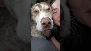 Resetting our blind dogs bedroom!! #dogshorts #doggielife #petsrule #cutedog #pets #dogmom