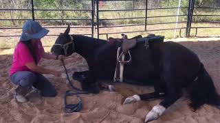 Horse!! Lay down and stay down!!