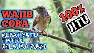 Download lagu murai batu TROTOL belajar bunyi.pancingan wajib buat trotolan agar cepat fighter&emosi mp3