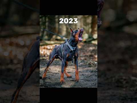 2023 Dobermann vs 5000 Bce Dobermann || #viral #shortvideo