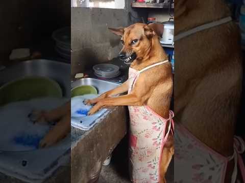 Firulais lavando platos #comedia #mexico #humor #chiste #fypシ