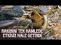 Kral Kobra Avını Nasıl Yakalar Vahşi Yaşam Kral Kobra