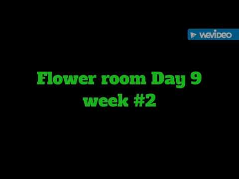 Generation Sour...Flower update