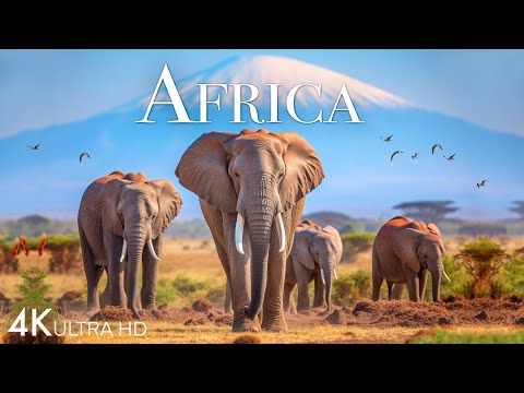 Amazing Wildlife of Africa