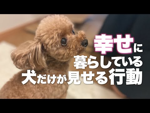 犬を幸せにする46の方法