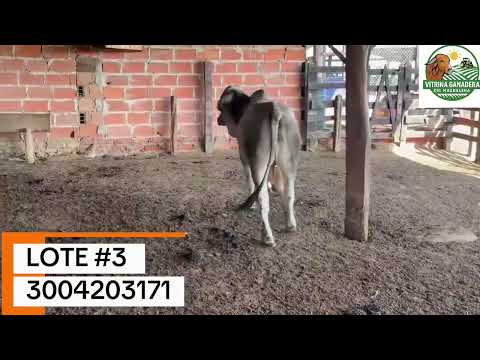LOTE #3 – TORETE BRAHMÁN DISPONIBLE EN ARIGUANÍ, MAGDALENA #ganado  #toros  #agro  #brasil 