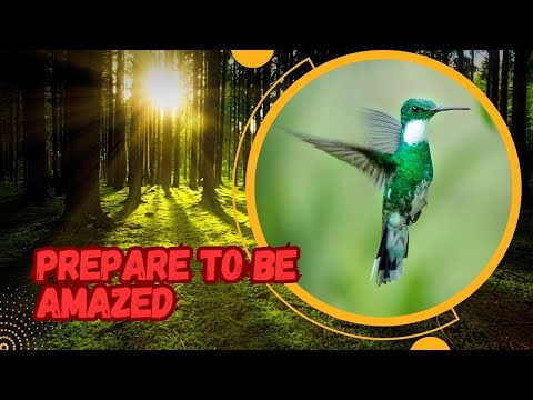 Special Ability Hummingbird vs  Sun in Pulsating Speed