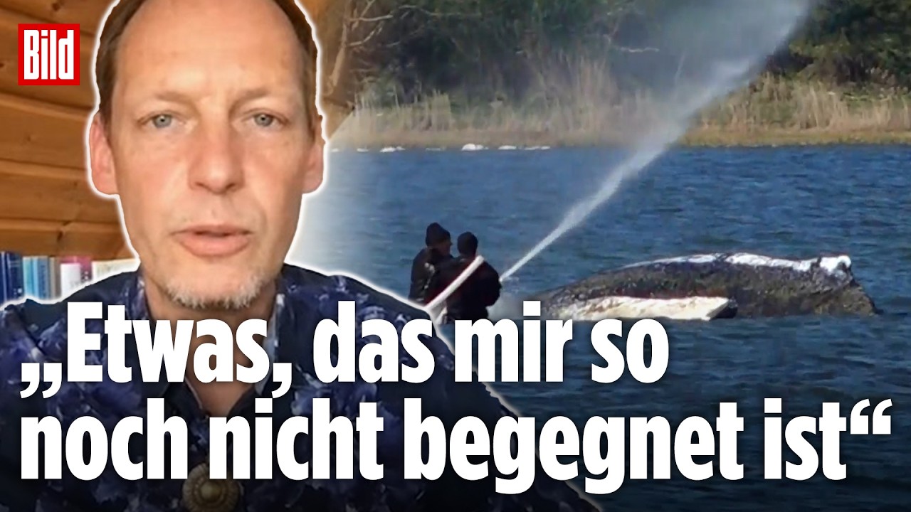 WAL-DRAMA UM TIMMY: Experte warnt vor Rettungsmaßnahmen des Buckelwals