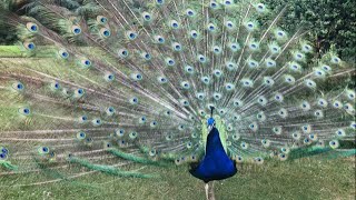 Peacocks Display  Best Documentary