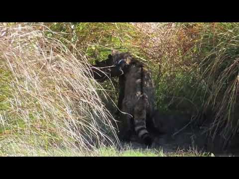 Divlja mačka s plijenom - Wildcat with a prey - Felis silvestris