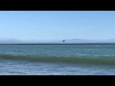 Birds over New Brighton Beach 2022 05 29