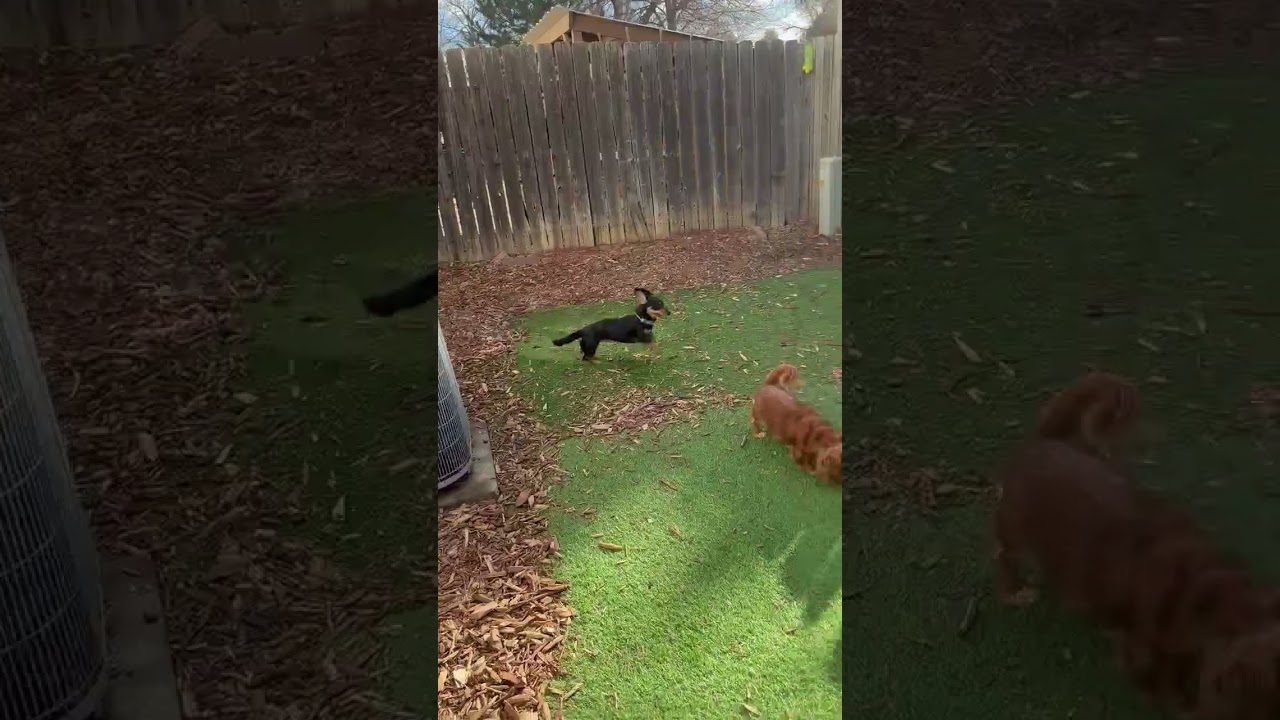 Enlarge Ruby, a ADOPTABLE mixed breed in Boulder, CO video 2/6