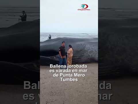 Tumbes: encuentran ballena varada en la orilla del sector Punta Mero