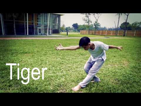 Welcome to 5 Animal Qigong | White Tiger Trailers