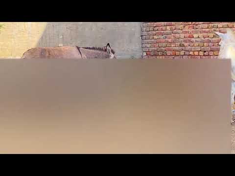 In the Morning - The Donkeys
