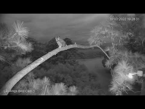 Great Horned Owl Stops By Pine Branch At Savannah Nest – Oct. 4, 2022