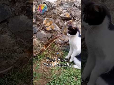 Why Snakes Always Lose to Cats