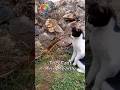 Why Snakes Always Lose To Cats