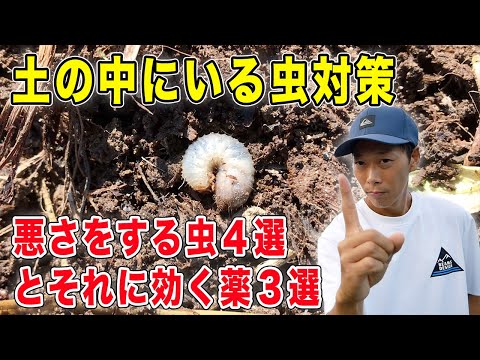 庭の幼虫を駆除するにはどうすればよいですか？何が彼らを惹きつけるのでしょうか？  庭園